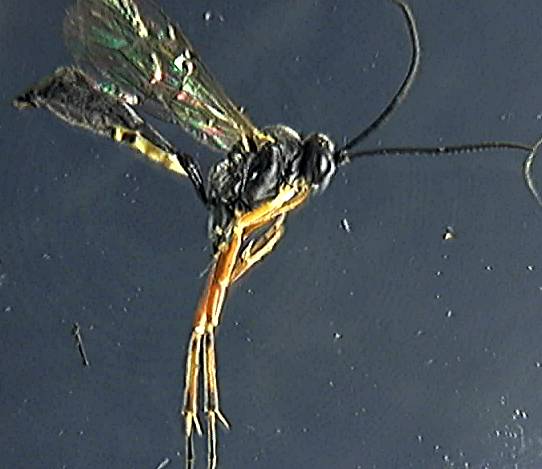 Ichneumonidae 24